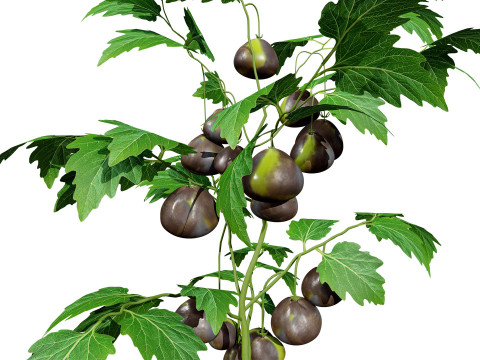 Flanders Contrast Tomato Plant Modelo 3D