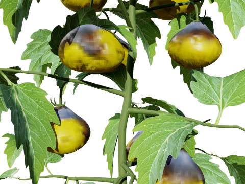 Flanders Contrast Tomato Plant Modelo 3D