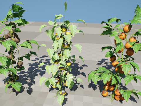Flanders Contrast Tomato Plant Modelo 3D
