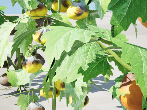 Flanders Contrast Tomato Plant Modelo 3D