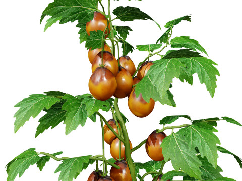 Flanders Contrast Tomato Plant Modelo 3D