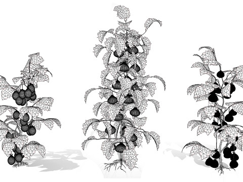 Flanders Contrast Tomato Plant Modelo 3D