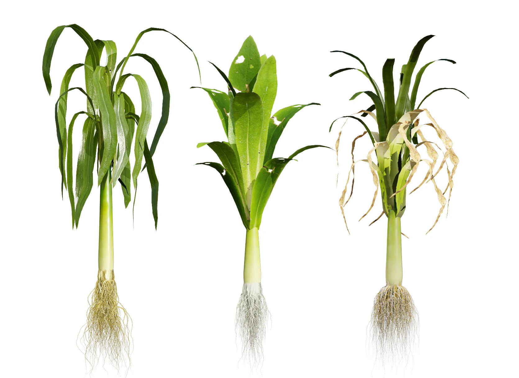 Flander Leek plant collection 3D Model .c4d .max .obj .3ds .fbx .stl .blend 