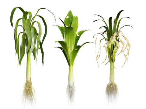 Flander Leek plant collection 3D Модель