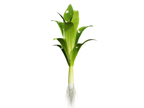 Flander Leek plant collection 3D Model