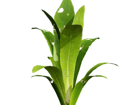 Flander Leek plant collection 3D Model