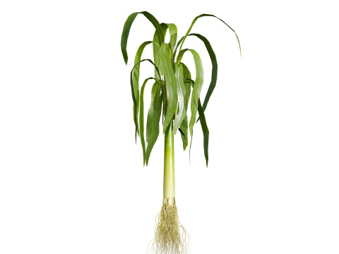 Flander Leek plant collection Modèle 3D