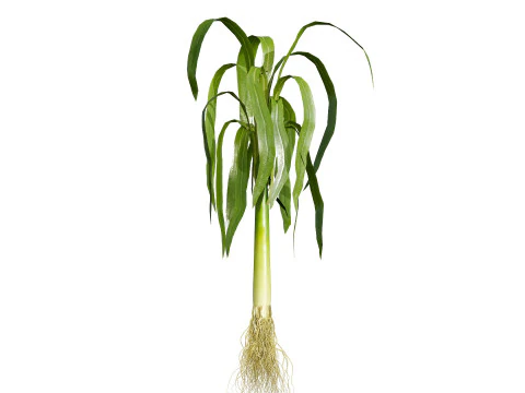 Flander Leek plant collection 3D Model