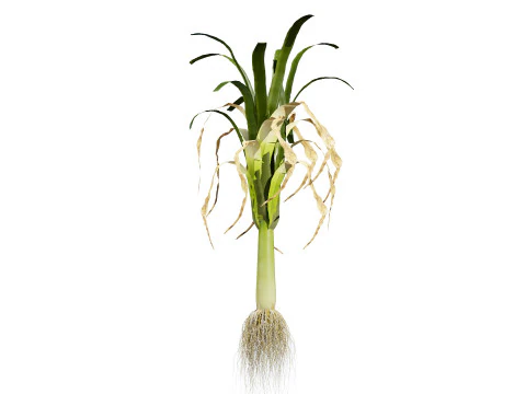 Flander Leek plant collection 3D Model