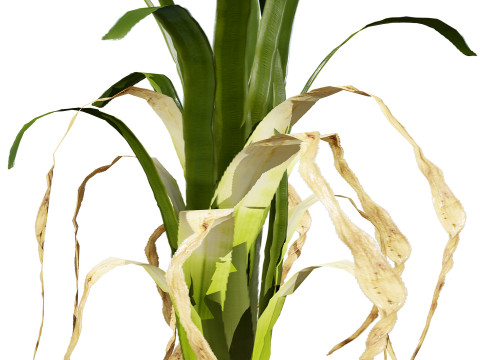 Flander Leek plant collection Modèle 3D