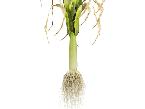 Flander Leek plant collection 3D Model
