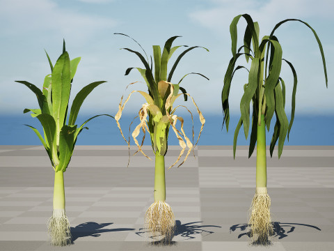 Flander Leek plant collection Modèle 3D