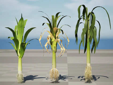 Flander Leek plant collection 3D Model