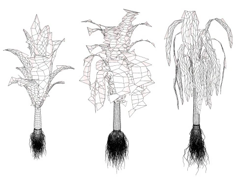 Flander Leek plant collection 3D Model