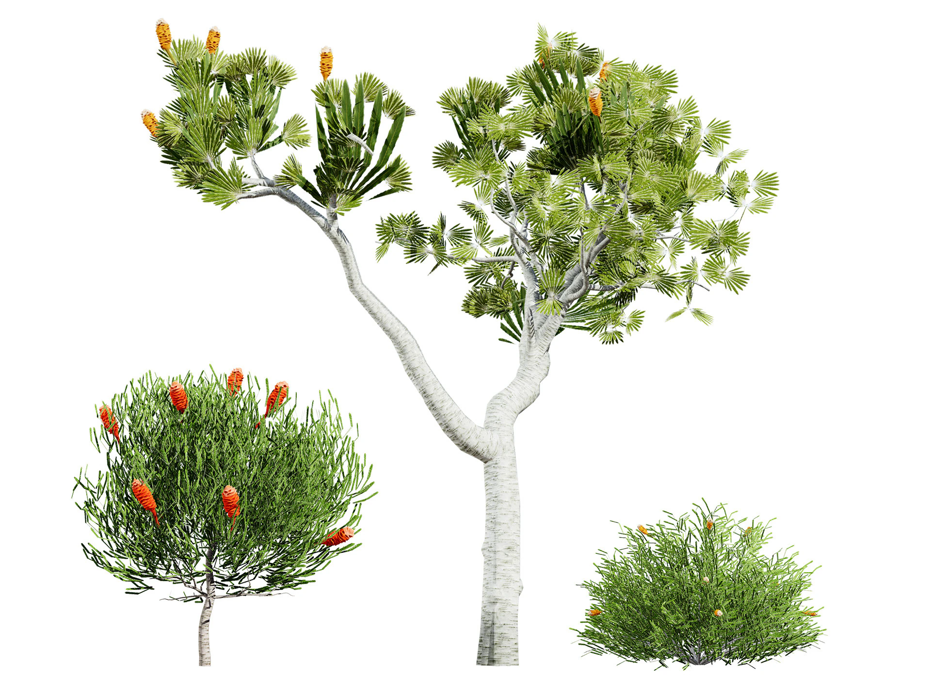 Australia Banksia with free 3d shrub Tutorial 3D Model .c4d .max .obj .3ds .fbx .stl .blend 
