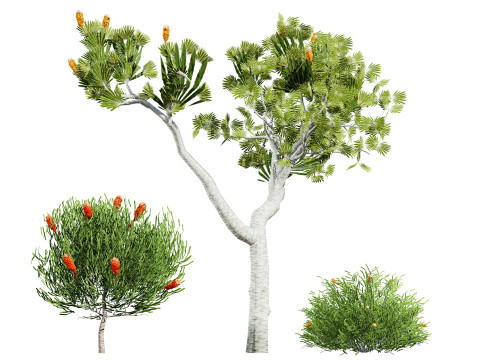 Australia Banksia with free 3d shrub Tutorial 3D मॉडल