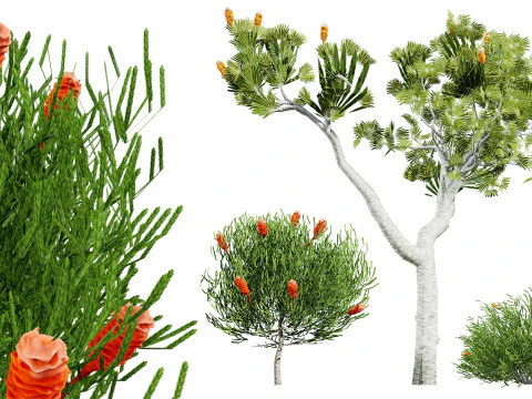 Australia Banksia with free 3d shrub Tutorial 3D Model