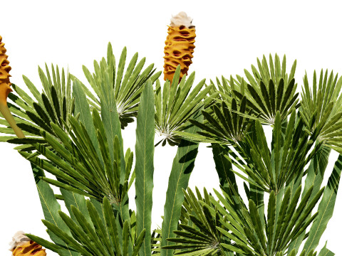 Australia Banksia with free 3d shrub Tutorial 3D Model