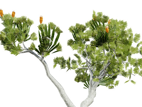 Australia Banksia with free 3d shrub Tutorial 3D Model