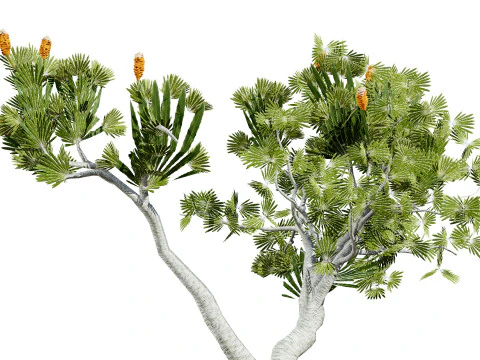 Australia Banksia with free 3d shrub Tutorial 3D Model