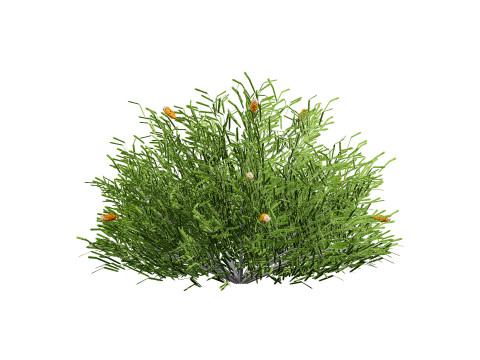 Australia Banksia with free 3d shrub Tutorial 3D Model
