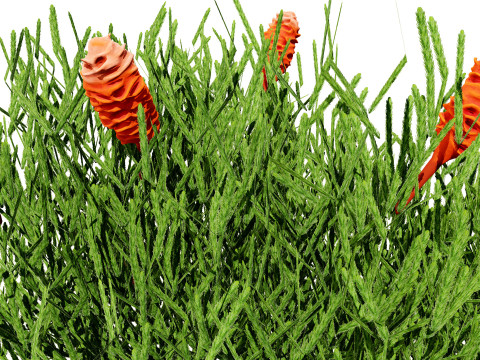 Australia Banksia with free 3d shrub Tutorial 3D Model