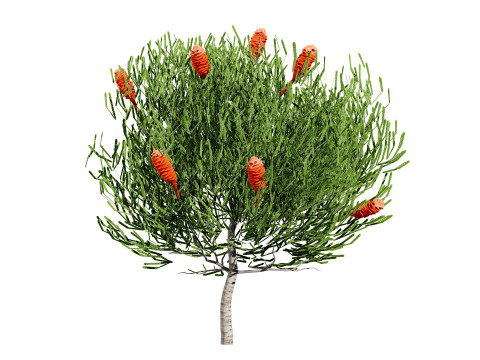 Australia Banksia with free 3d shrub Tutorial 3D Model