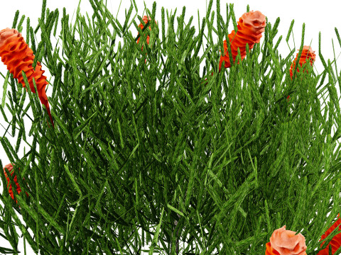 Australia Banksia with free 3d shrub Tutorial 3D Model