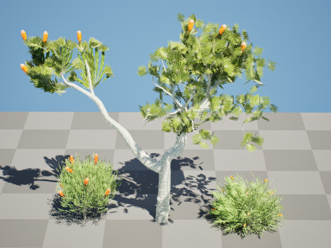 Australia Banksia with free 3d shrub Tutorial 3D Model