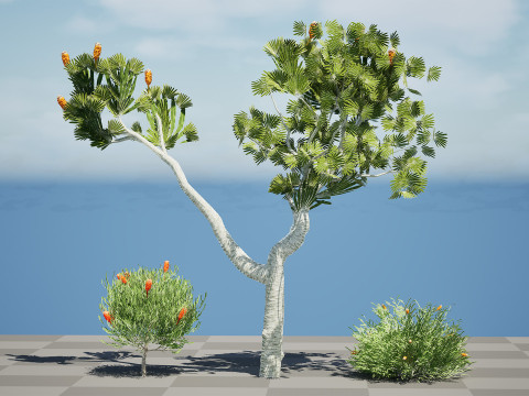 Australia Banksia with free 3d shrub Tutorial 3D Model