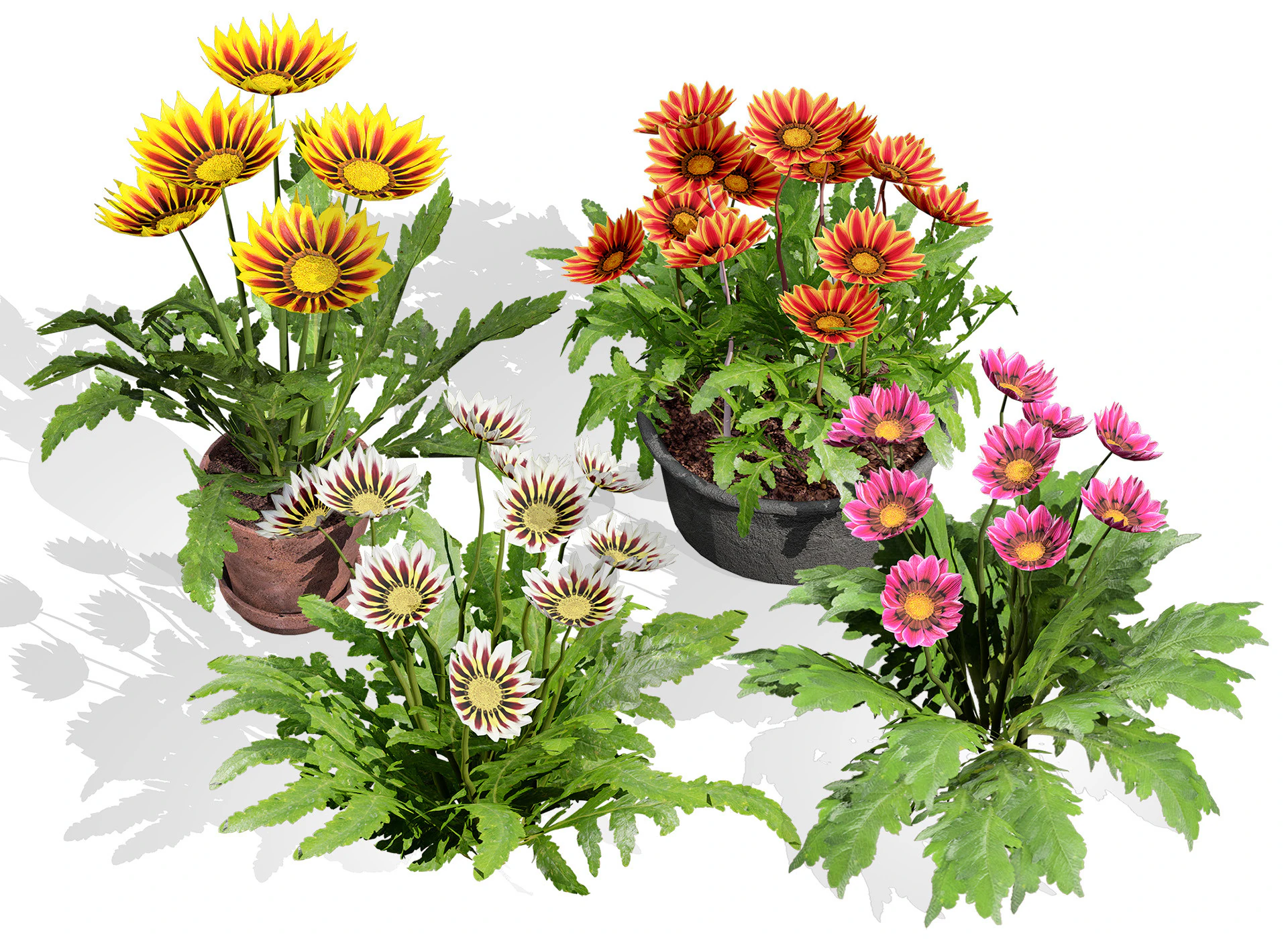 Southern Africa Gazania Flower 3D Model .c4d .max .obj .3ds .fbx .stl .blend 