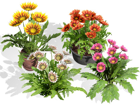 Southern Africa Gazania Flower 3D मॉडल