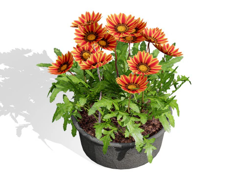 Southern Africa Gazania Flower 3D Model
