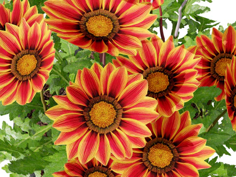 Southern Africa Gazania Flower 3D Model