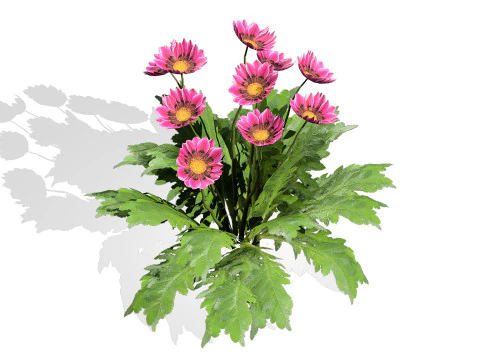 Southern Africa Gazania Flower 3D Model