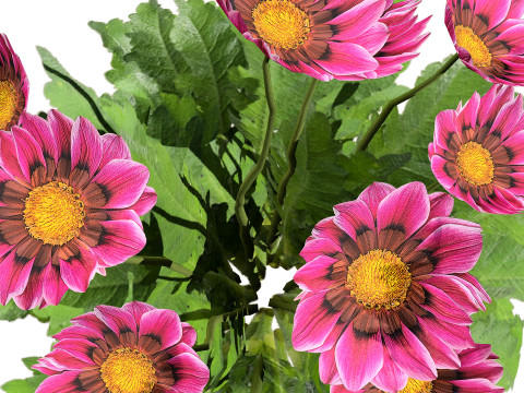 Southern Africa Gazania Flower 3Dモデル