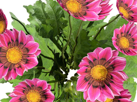 Southern Africa Gazania Flower 3D Model