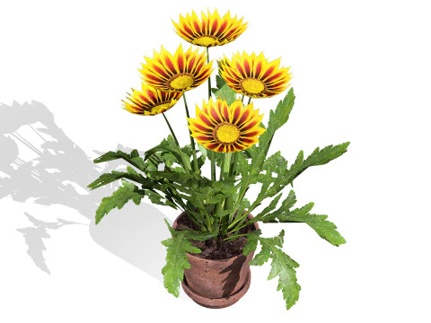 Southern Africa Gazania Flower 3D Model
