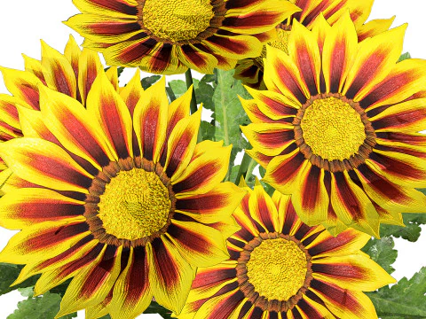 Southern Africa Gazania Flower 3D Model