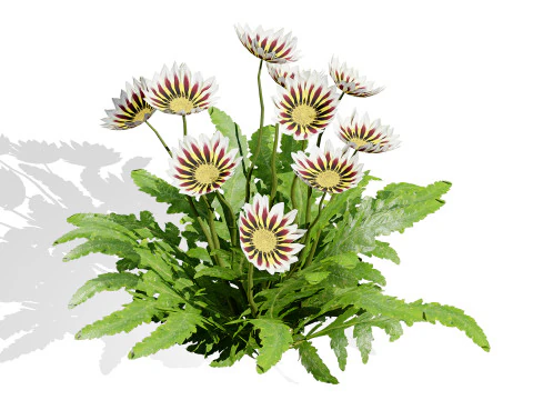 Southern Africa Gazania Flower 3D Model