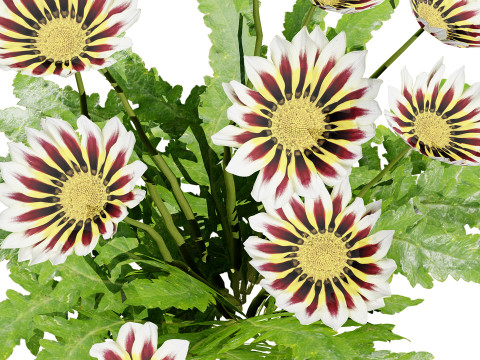 Southern Africa Gazania Flower 3Dモデル