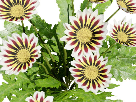 Southern Africa Gazania Flower 3D Model