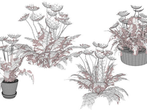 Southern Africa Gazania Flower 3Dモデル