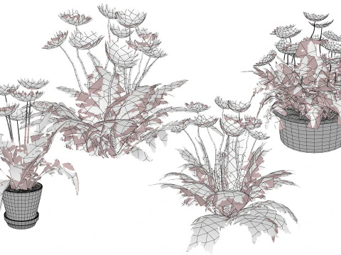 Southern Africa Gazania Flower 3D Model