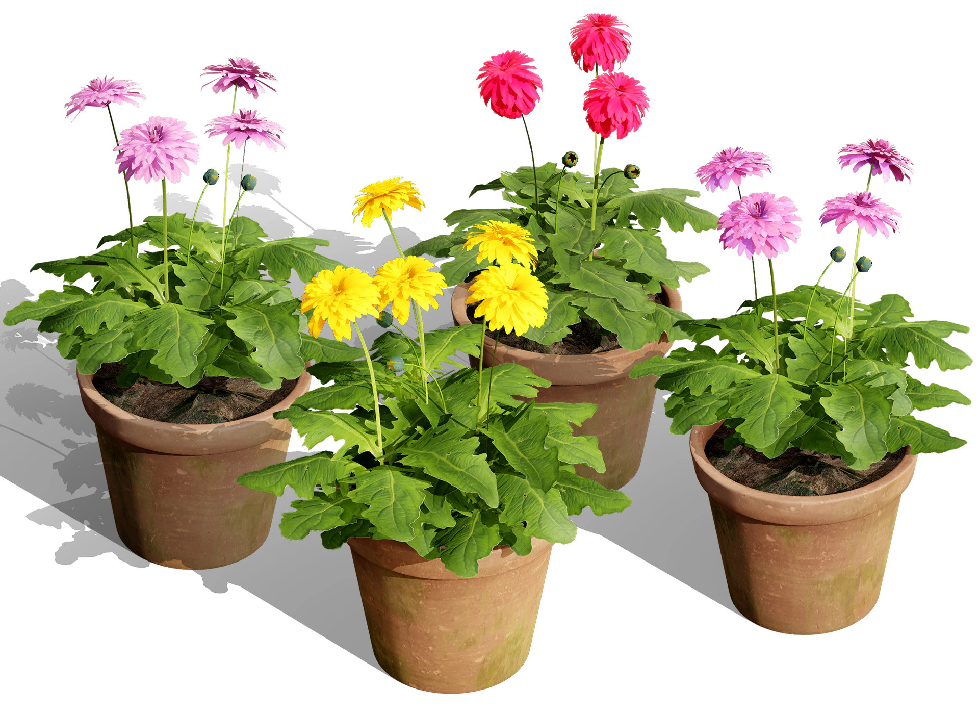 South African Glorious Patio Gerbera 3D Model .c4d .max .obj .3ds .fbx .stl .blend 