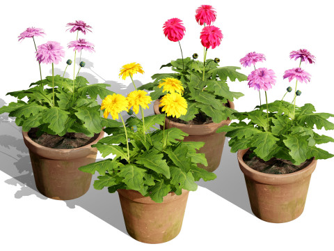 South African Glorious Patio Gerbera 3D मॉडल