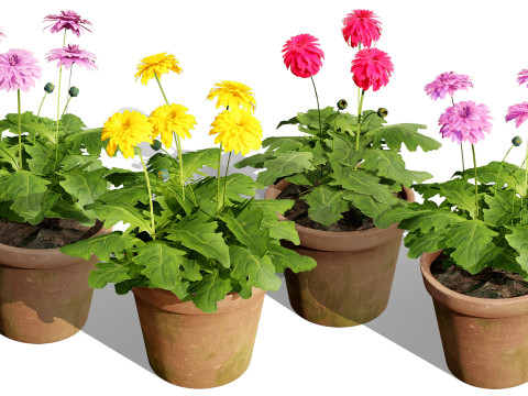 South African Glorious Patio Gerbera Modelo 3D