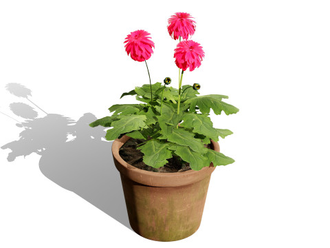 South African Glorious Patio Gerbera Modelo 3D