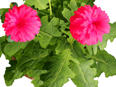 South African Glorious Patio Gerbera Modelo 3D