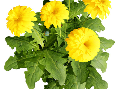 South African Glorious Patio Gerbera Modelo 3D